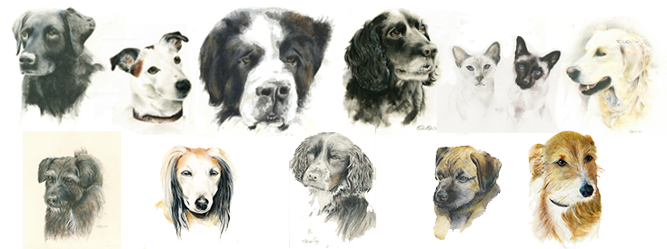 dog portraits